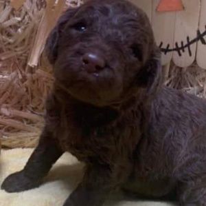 Meet your Posher, Tricia